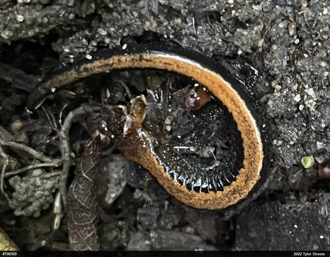 Eastern Red-backed  Salamander
