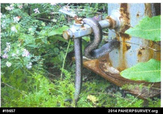 Eastern Ratsnake