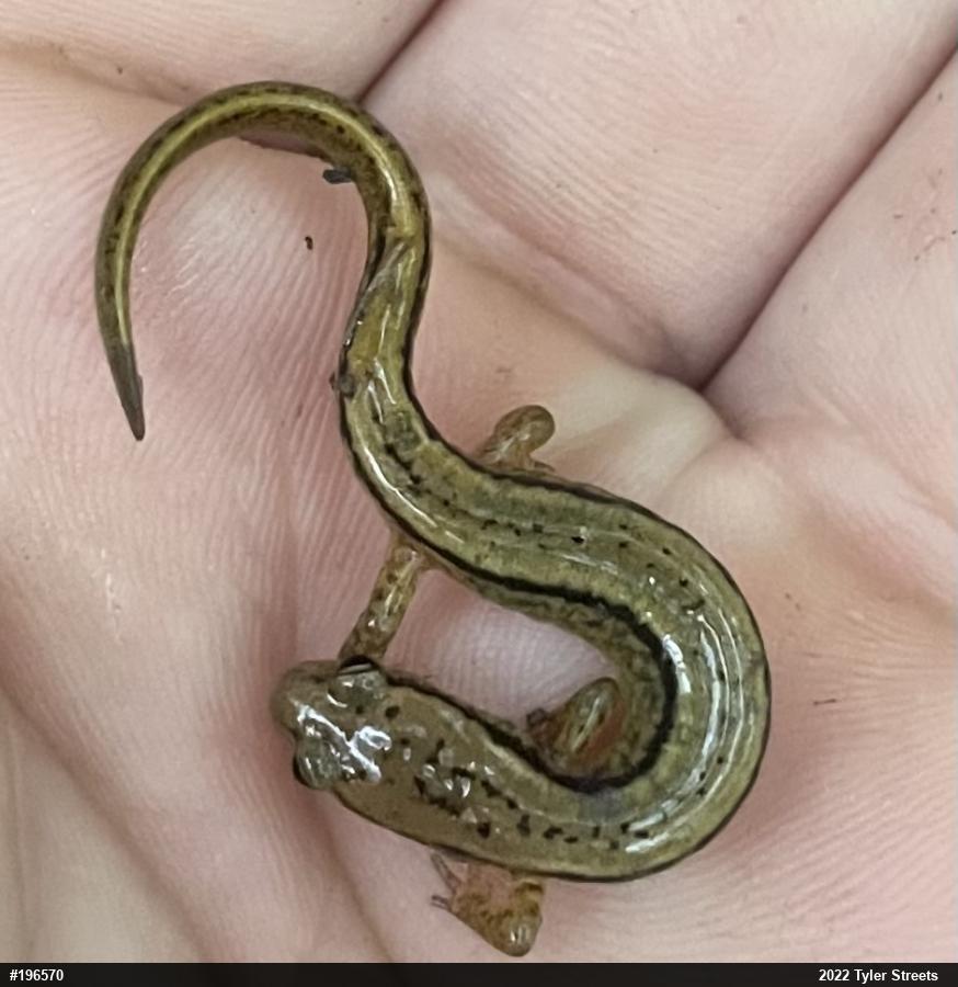 Northern Two-lined Salamander