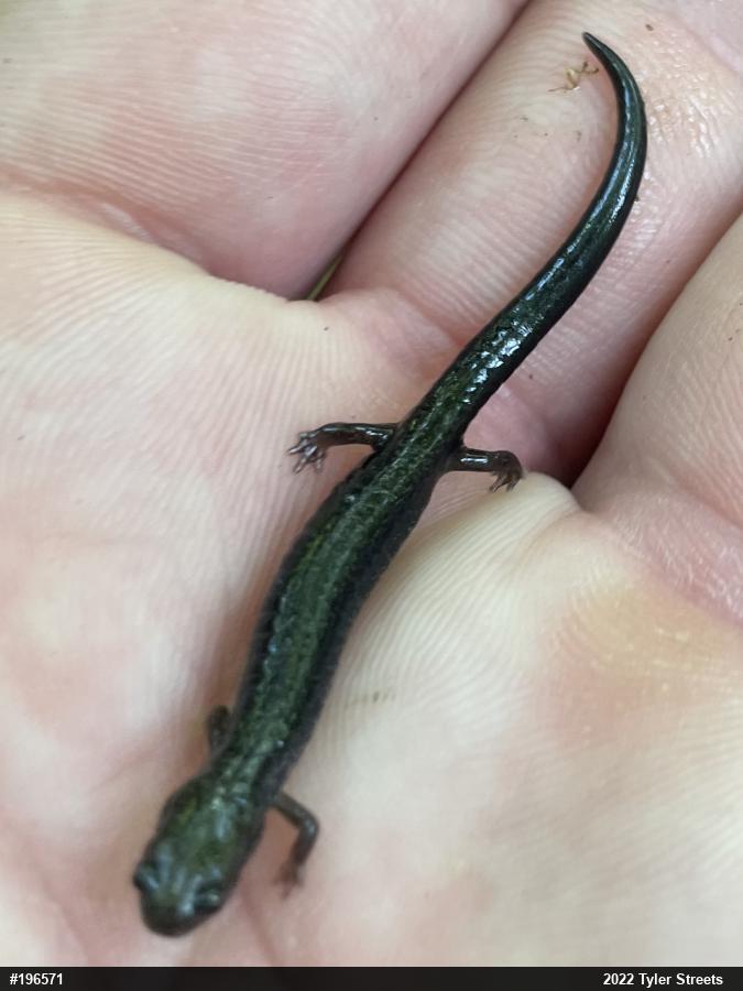 Eastern Red-backed  Salamander