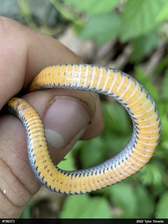 Northern Ring-necked Snake