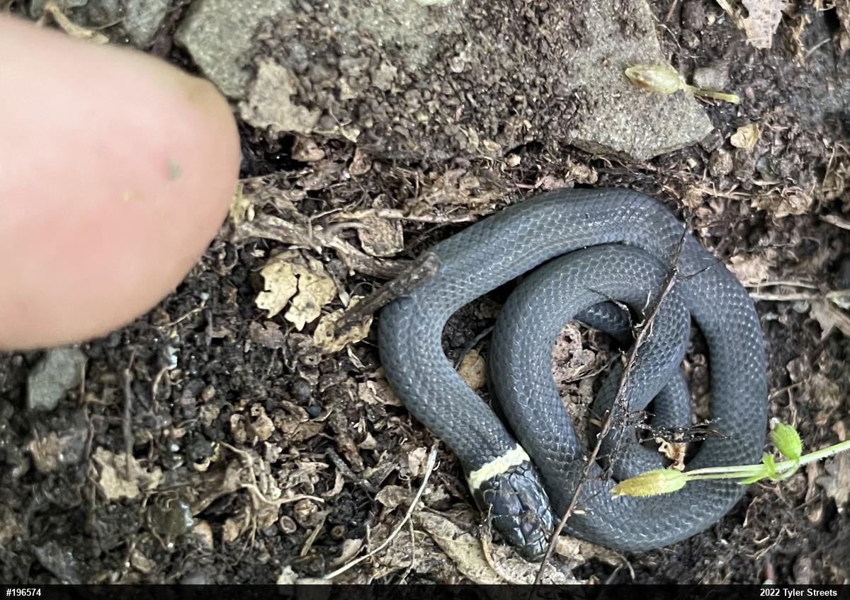 Northern Ring-necked Snake