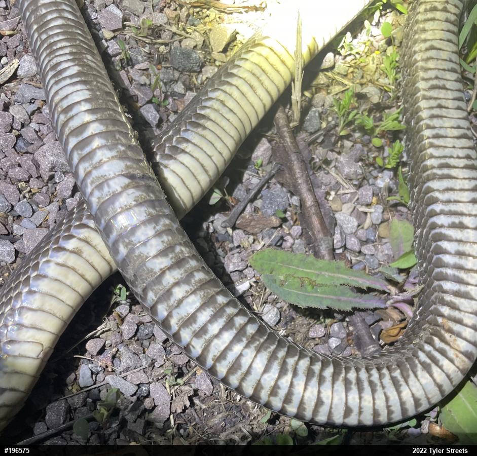 Eastern Ratsnake