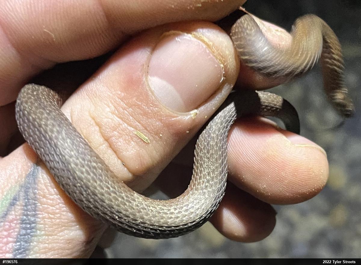 Red-bellied Snake
