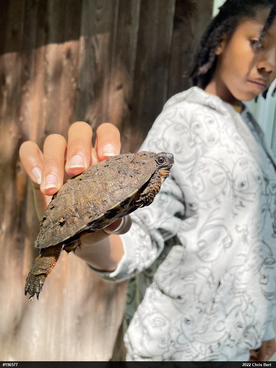 Wood Turtle
