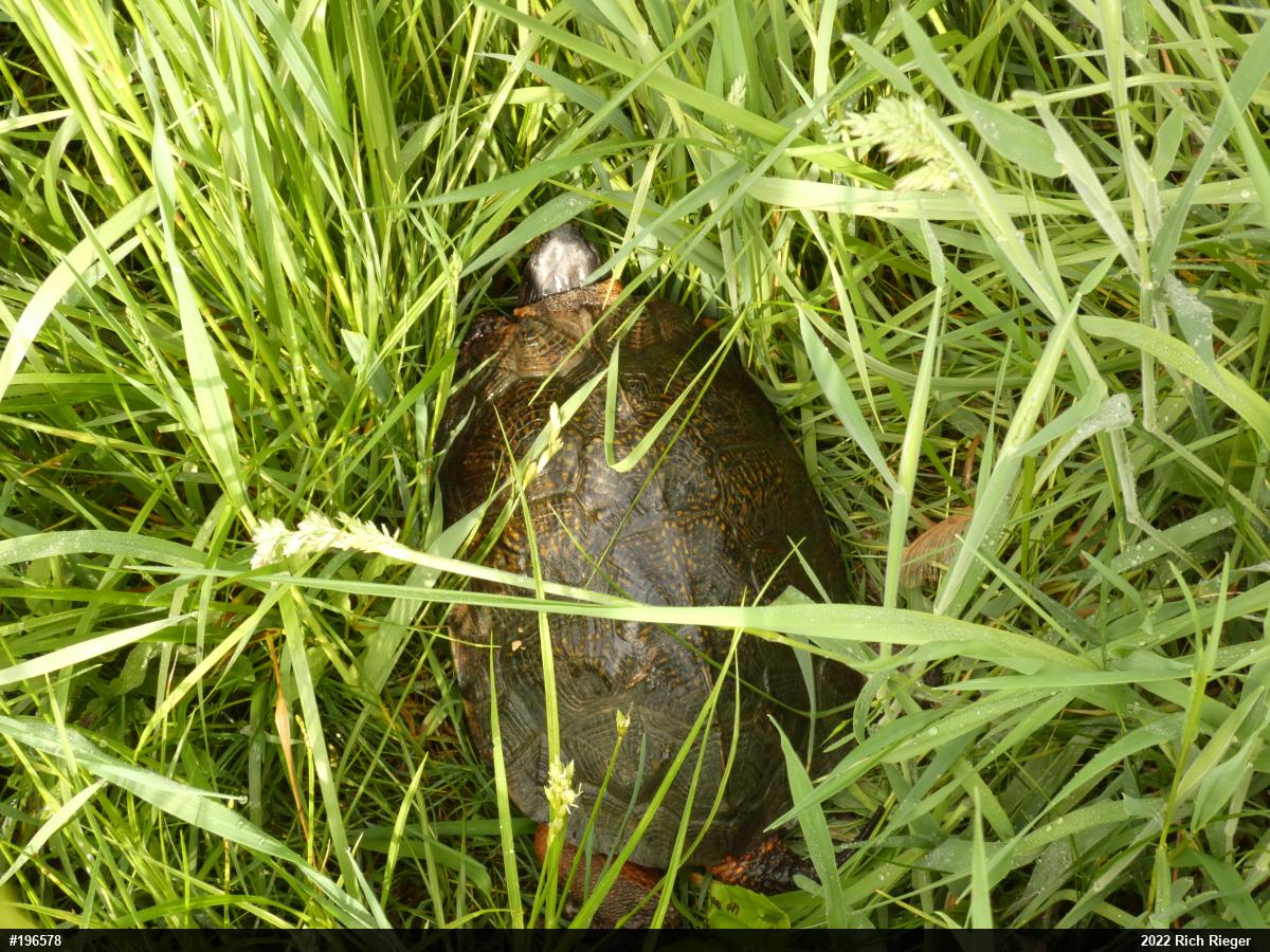 Wood Turtle