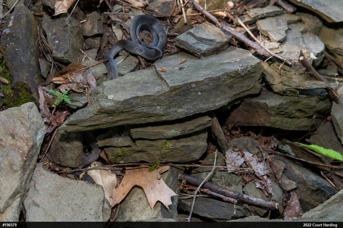 Northern Ring-necked Snake