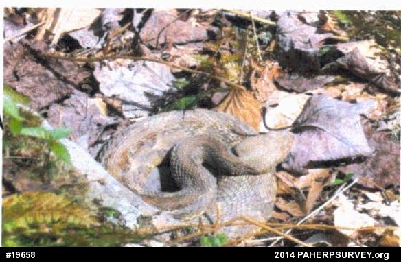 Timber Rattlesnake