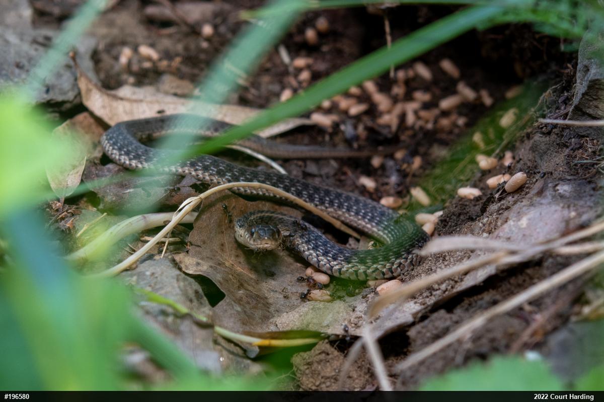 Eastern Gartersnake