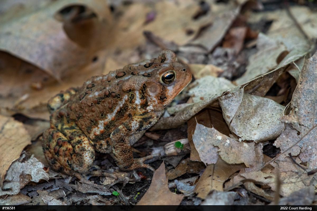 Eastern American Toad