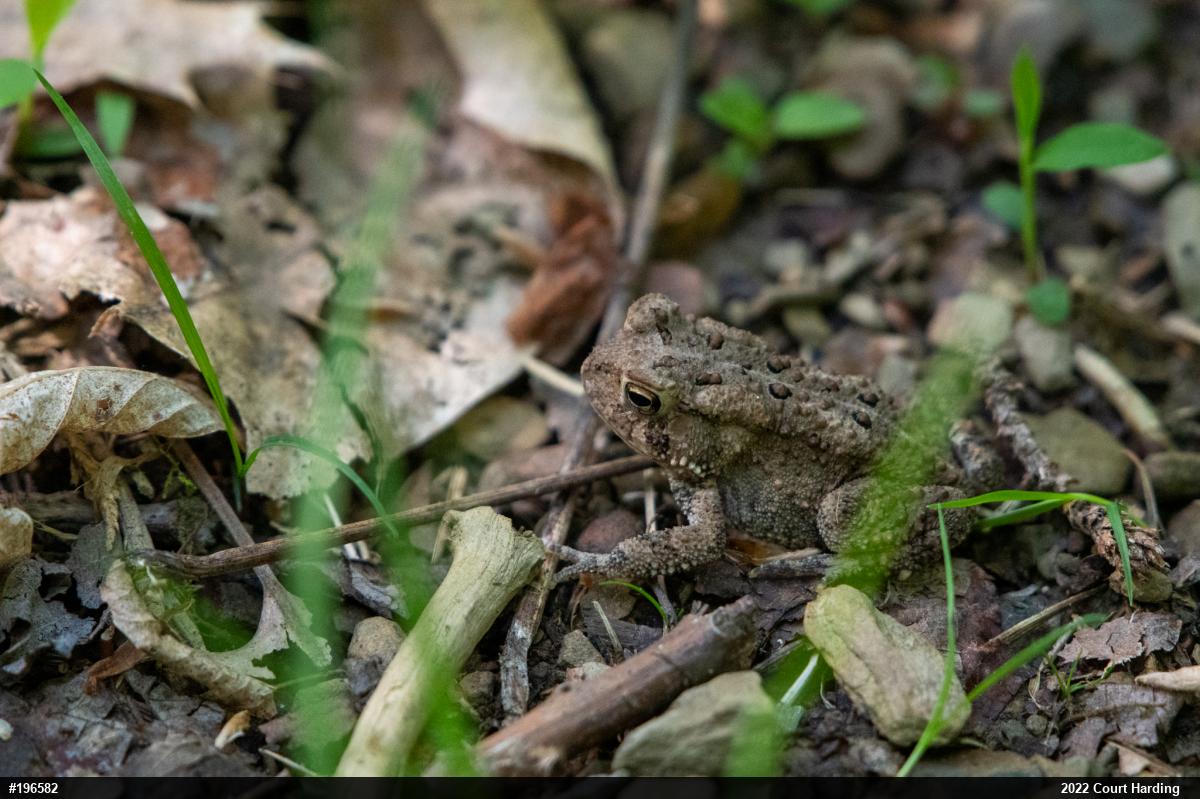 Eastern American Toad