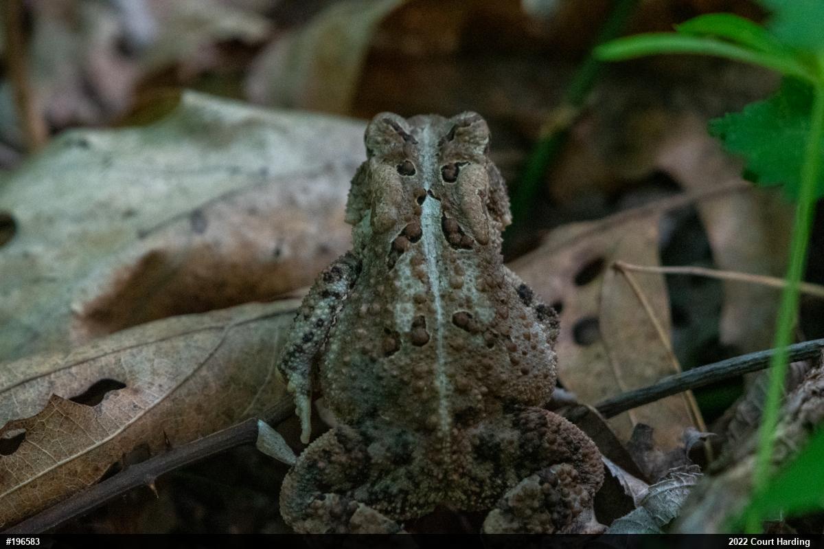 Eastern American Toad