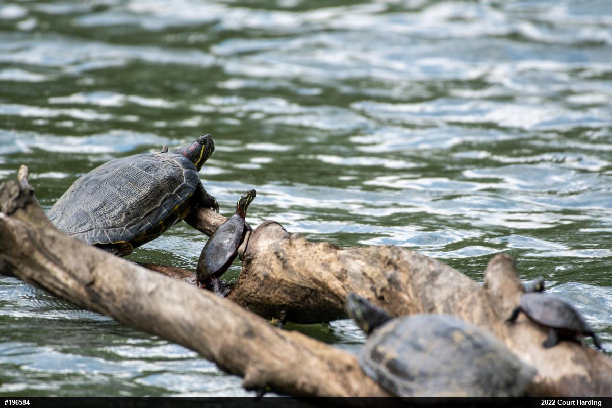 Painted Turtle
