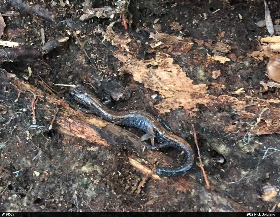 Eastern Red-backed  Salamander