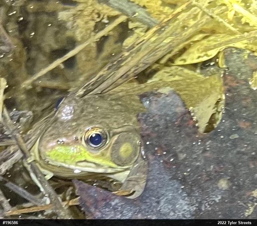 Green Frog