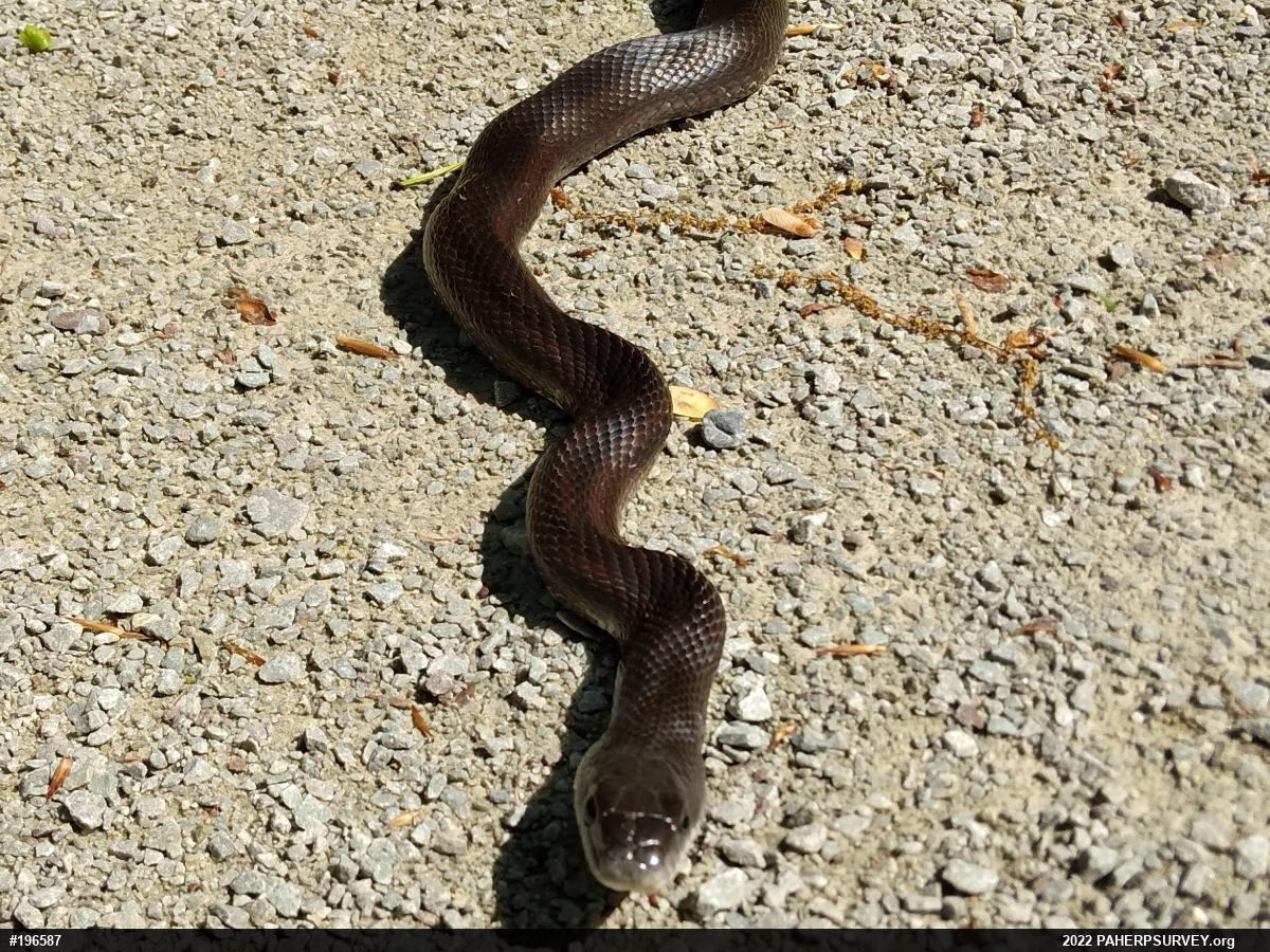 Eastern Ratsnake