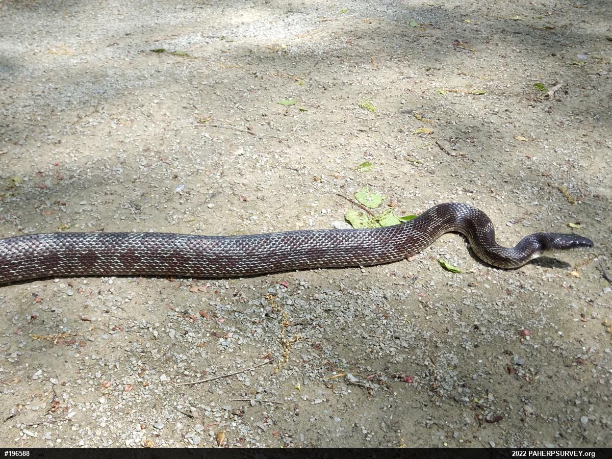 Eastern Ratsnake