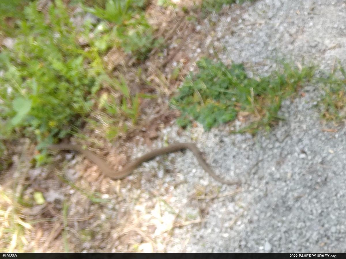 Eastern Gartersnake