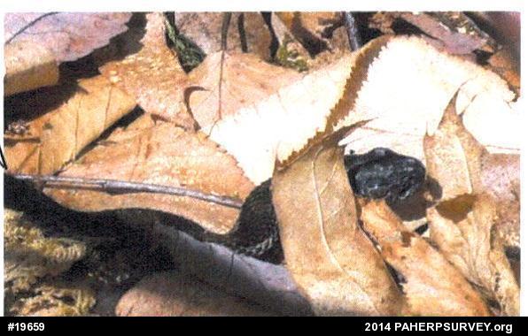 Timber Rattlesnake