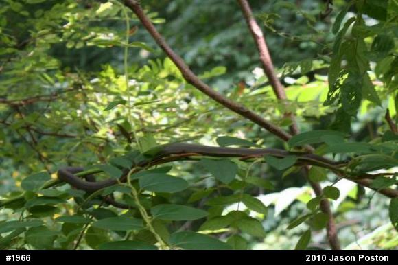 Queensnake
