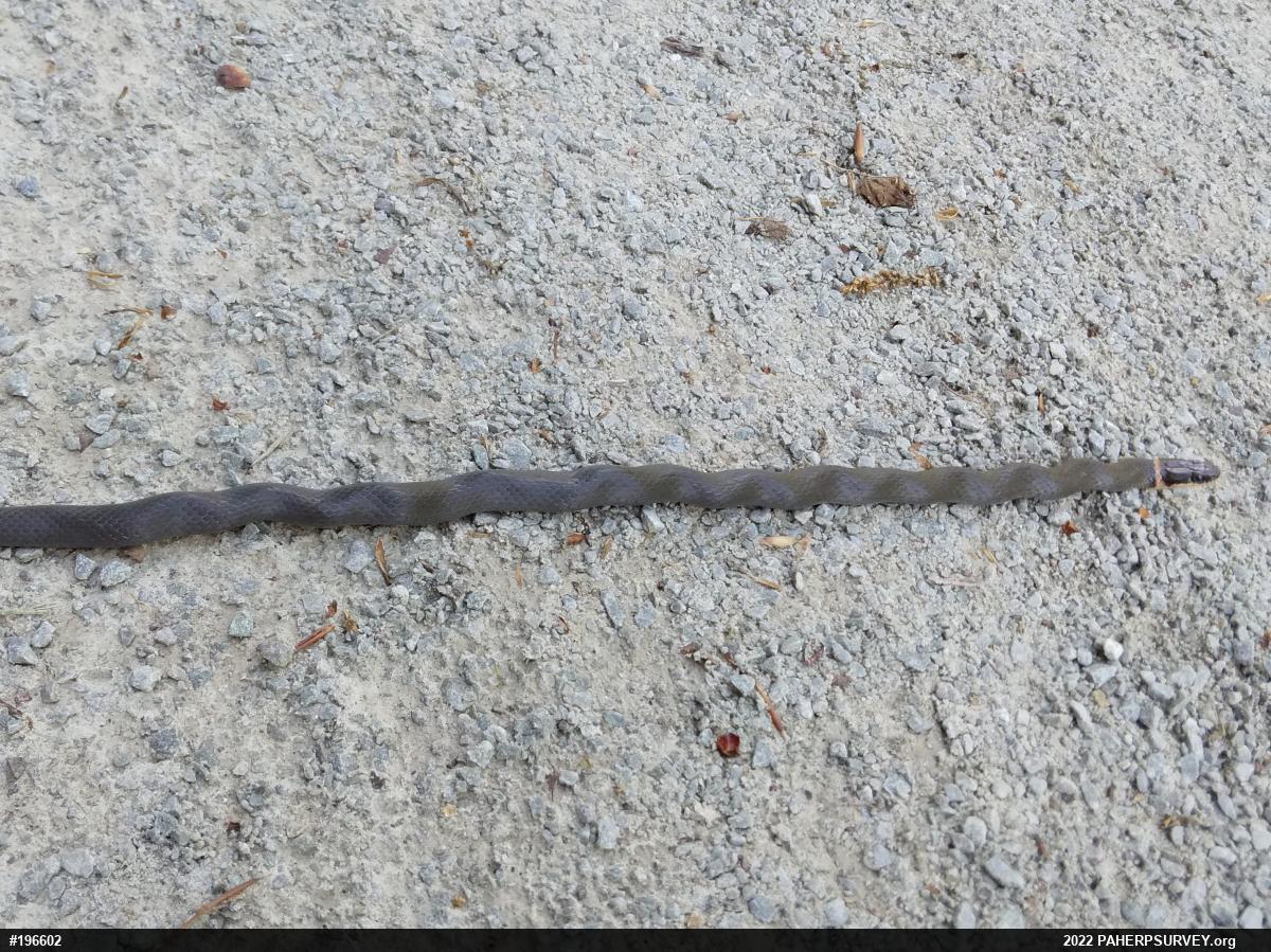 Northern Ring-necked Snake
