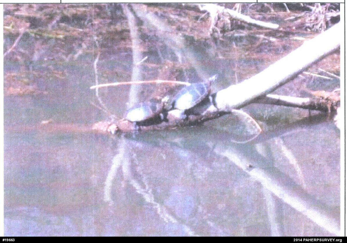 Painted Turtle