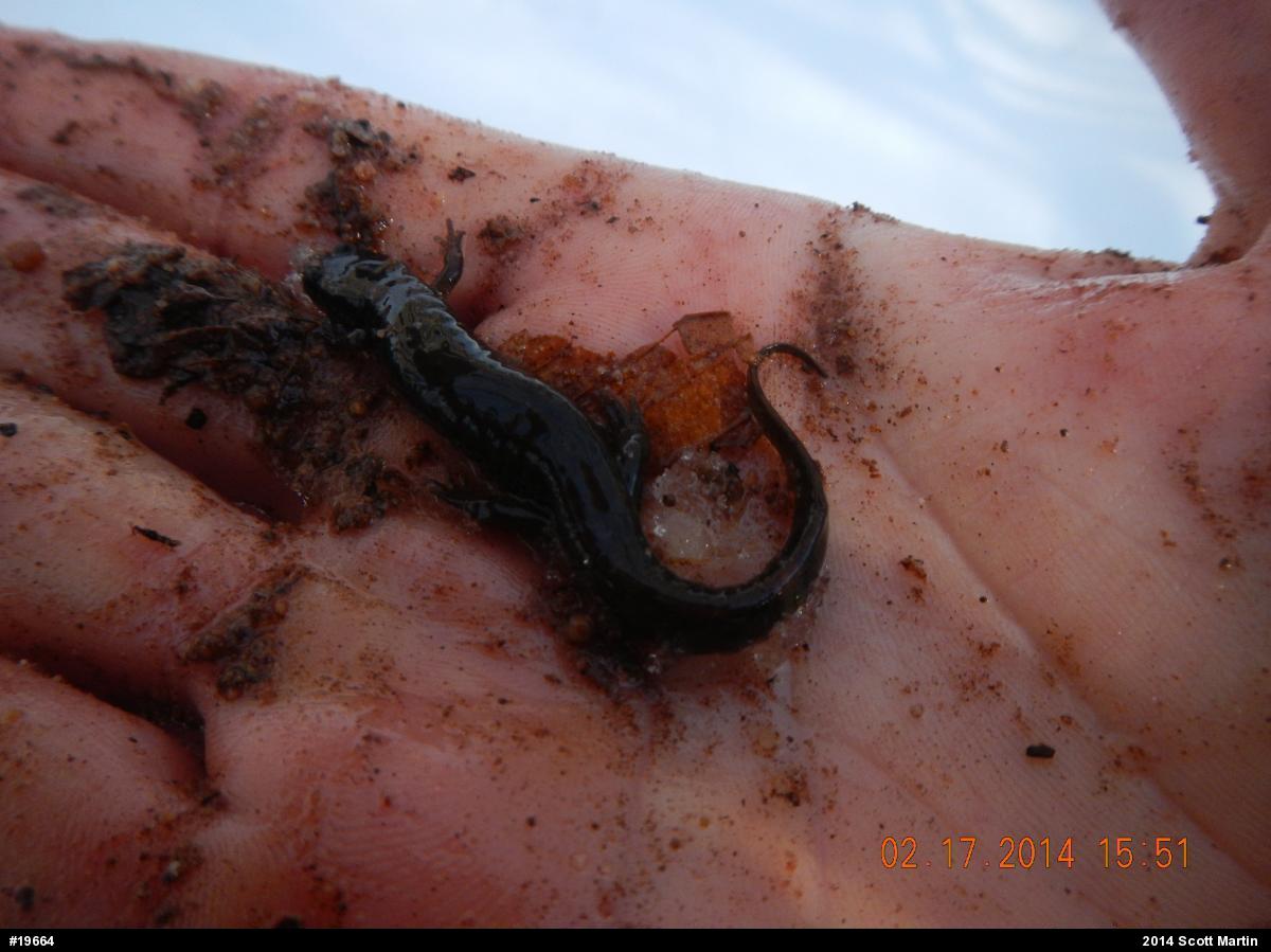 Northern Dusky Salamander