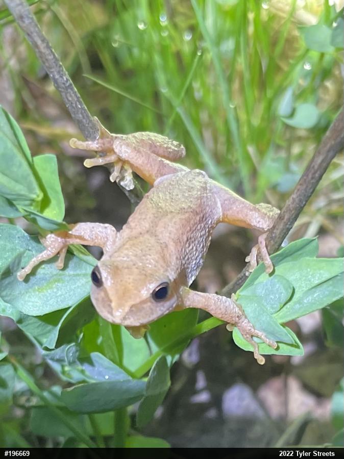 Spring Peeper