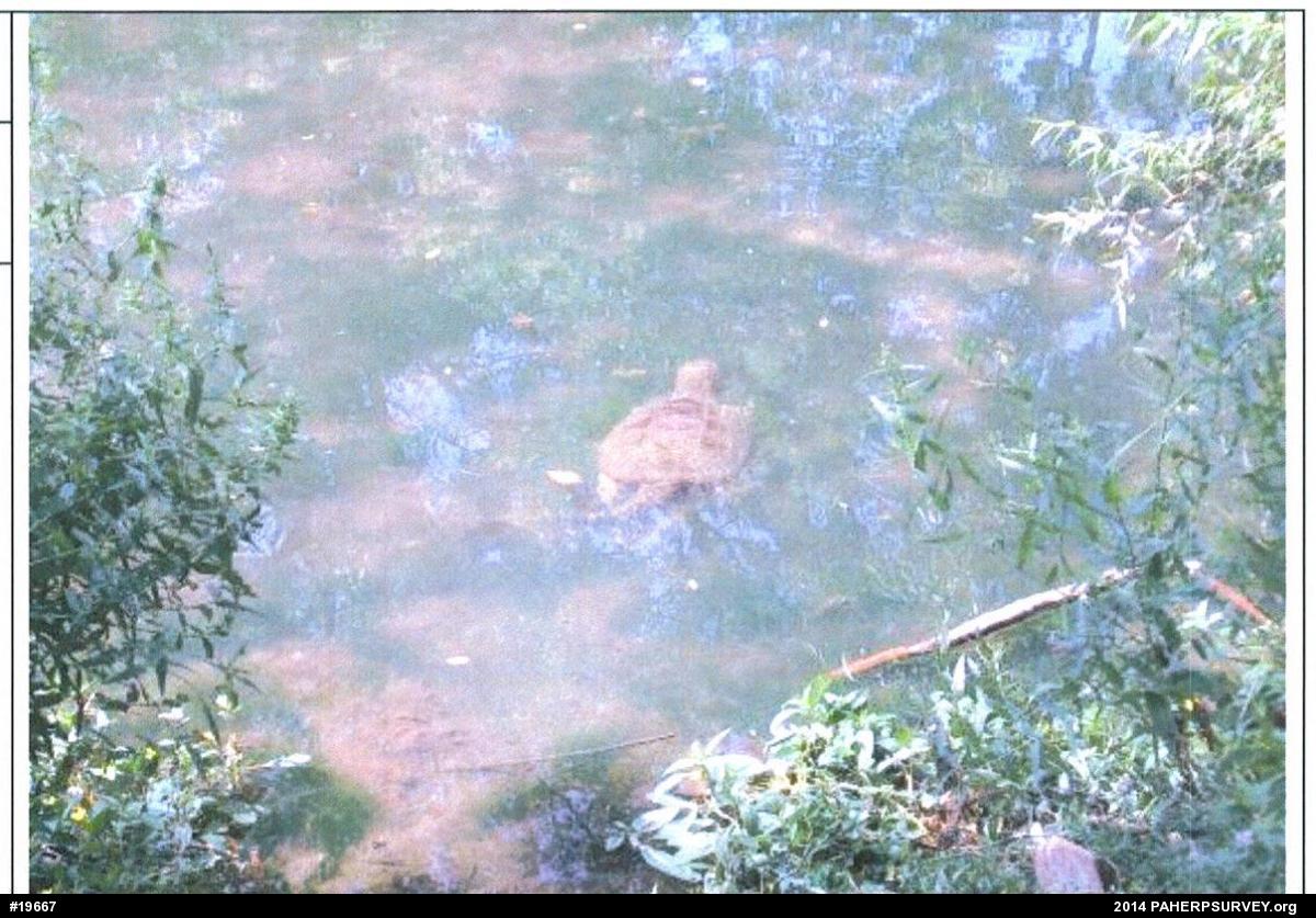 Snapping Turtle