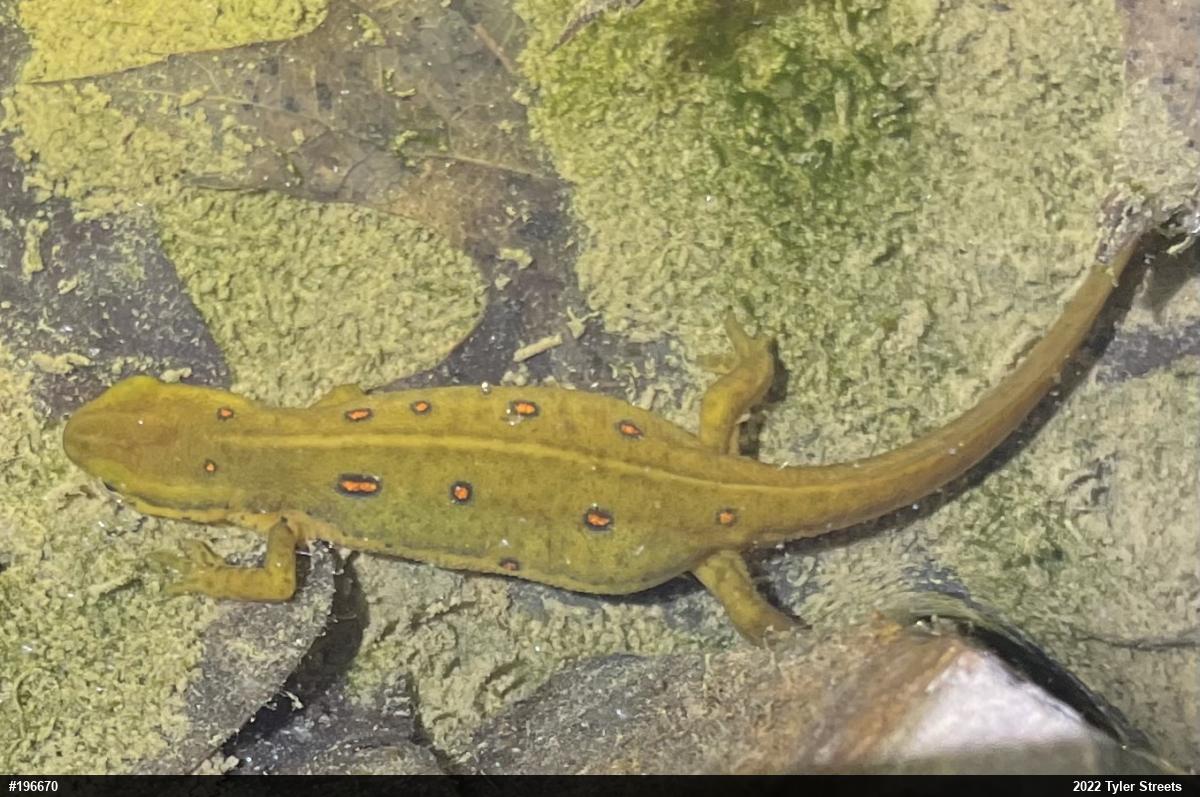 Red-spotted Newt