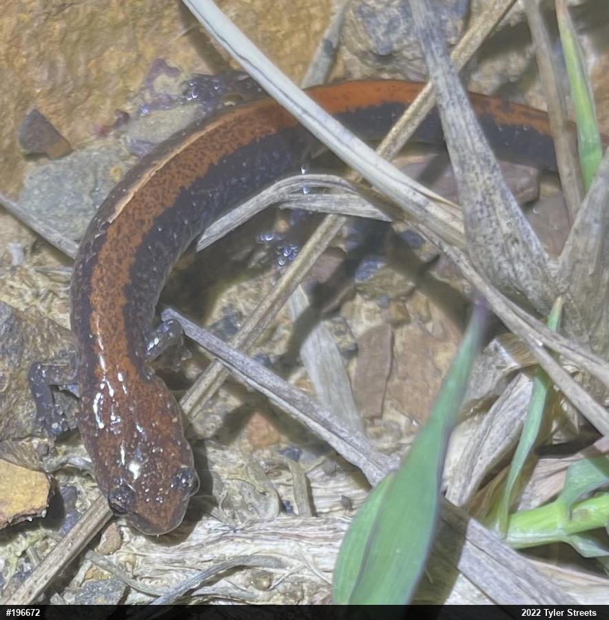 Eastern Red-backed  Salamander