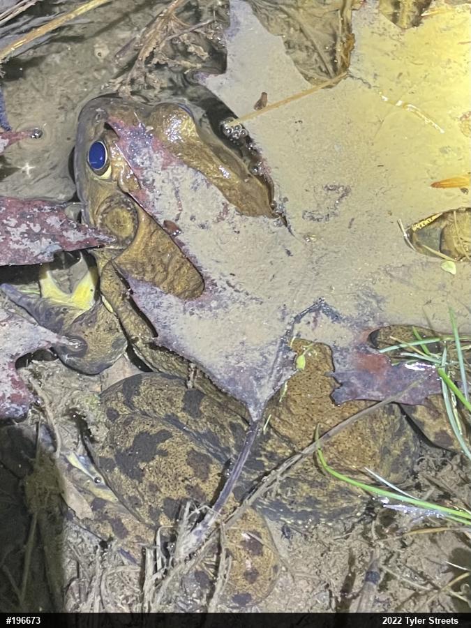 American Bullfrog