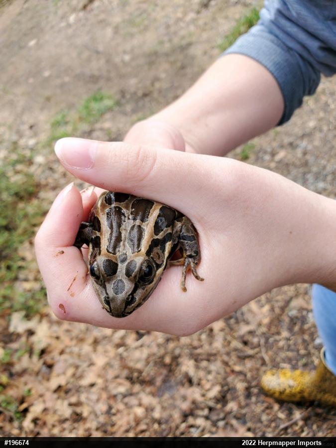 Pickerel Frog