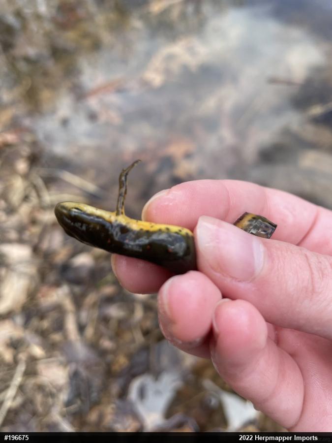 Red-spotted Newt