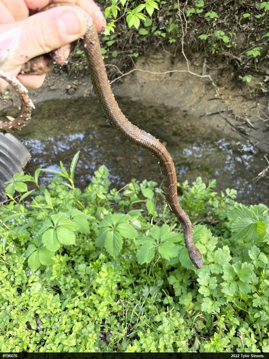 Northern Watersnake