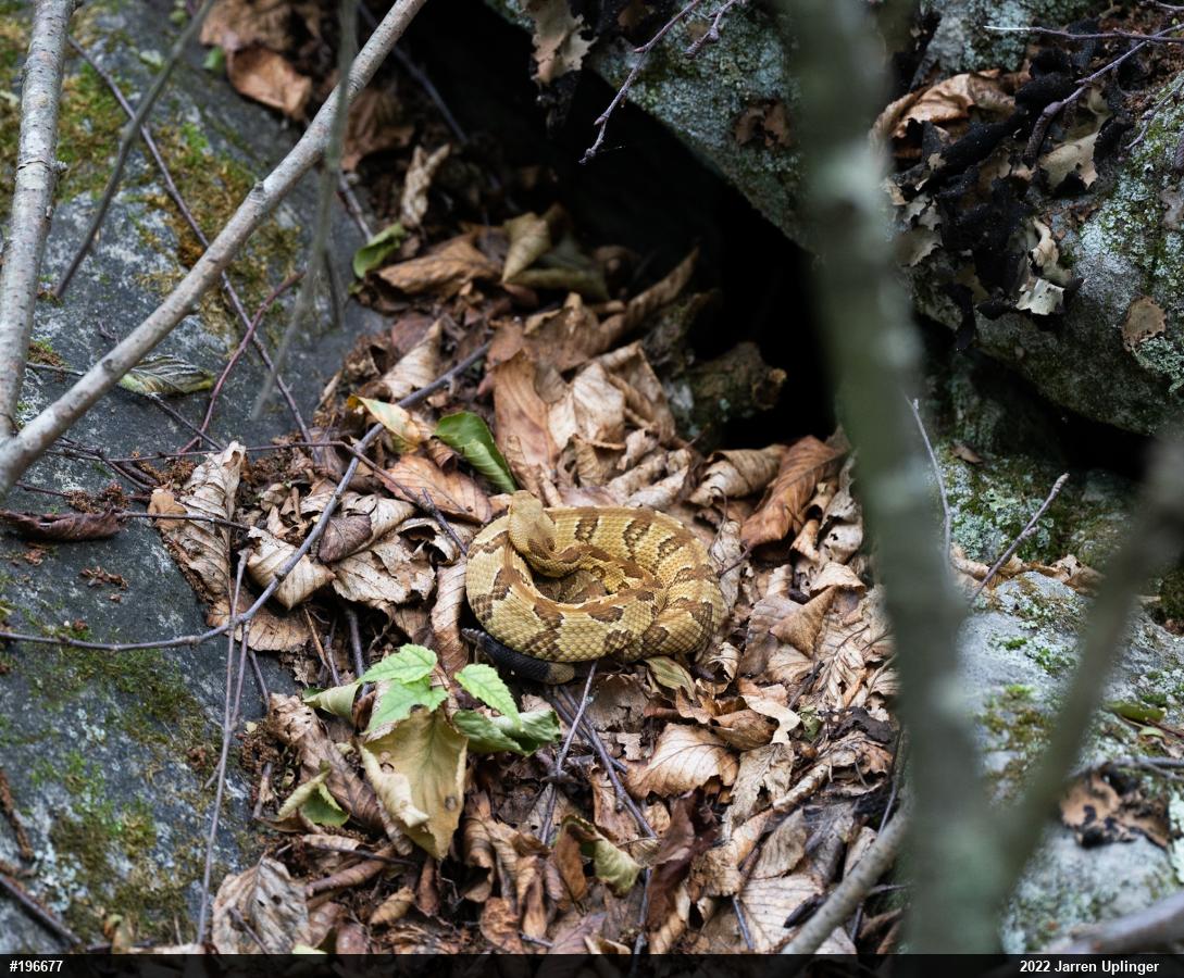 Timber Rattlesnake