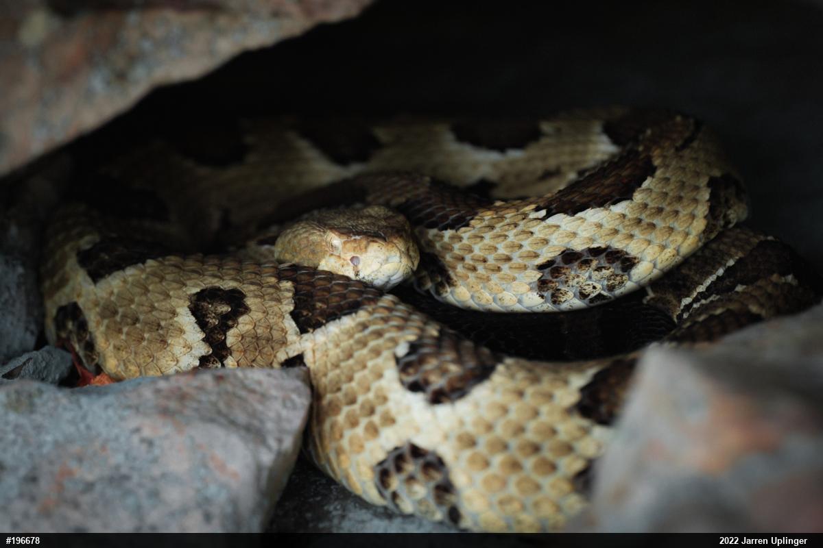 Timber Rattlesnake