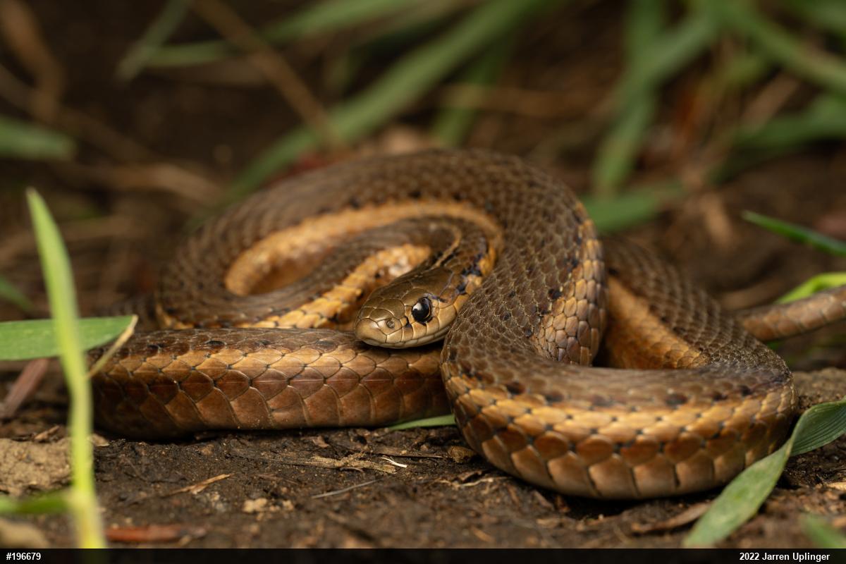 Shorthead Gartersnake