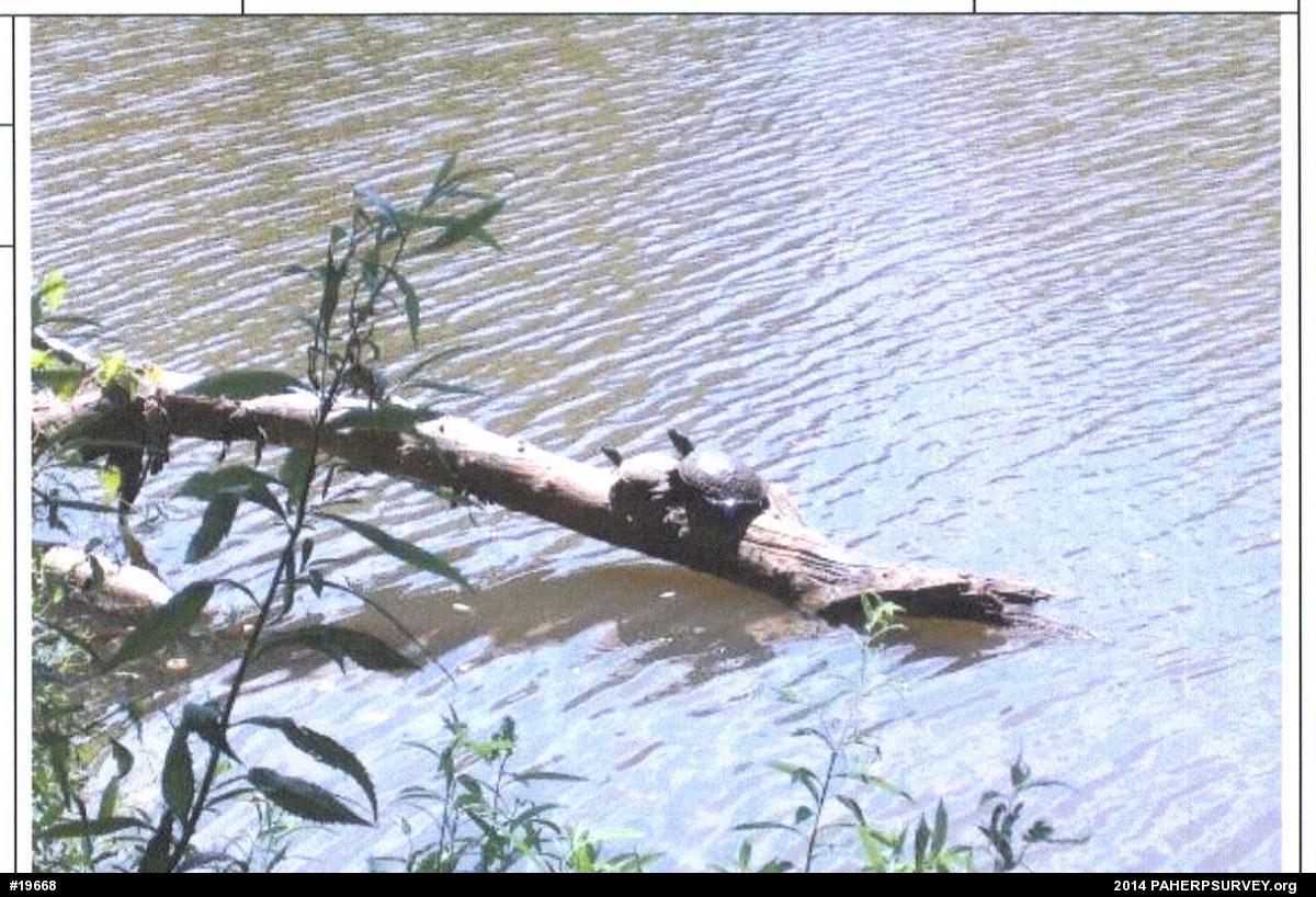 Red-eared Slider