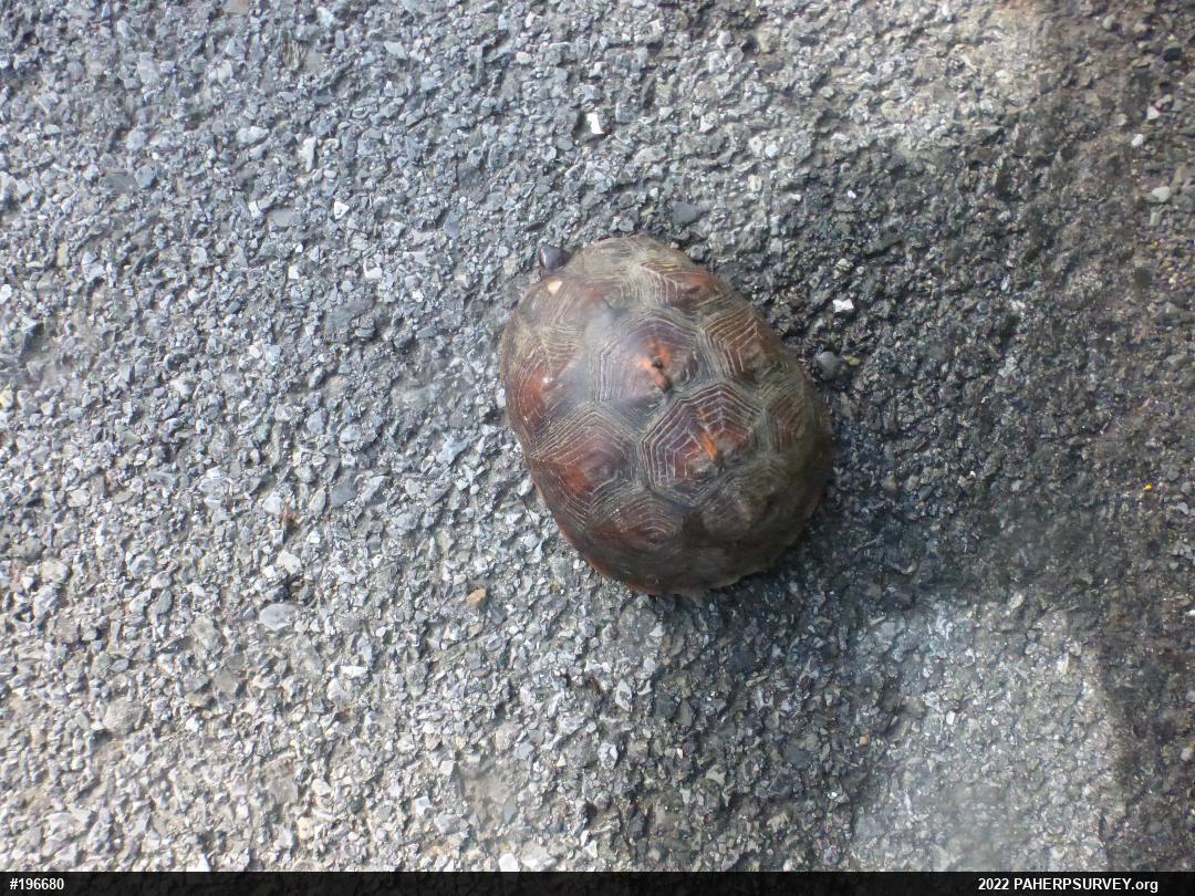 Eastern Box Turtle