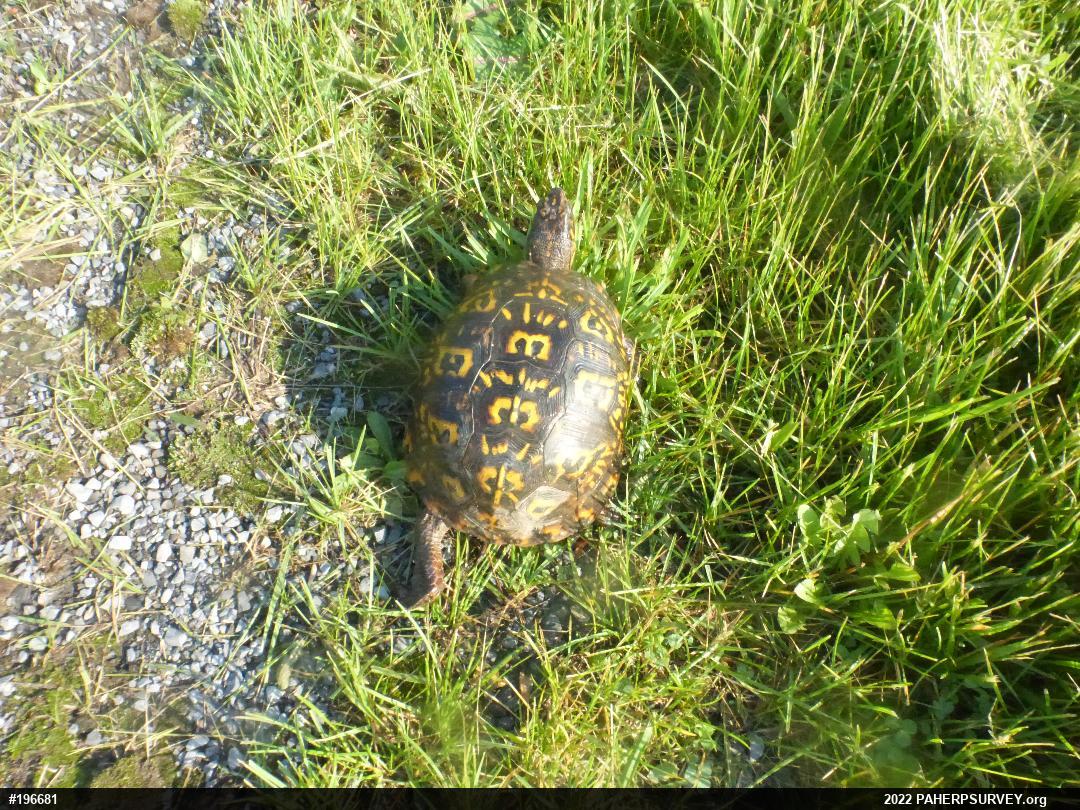 Eastern Box Turtle