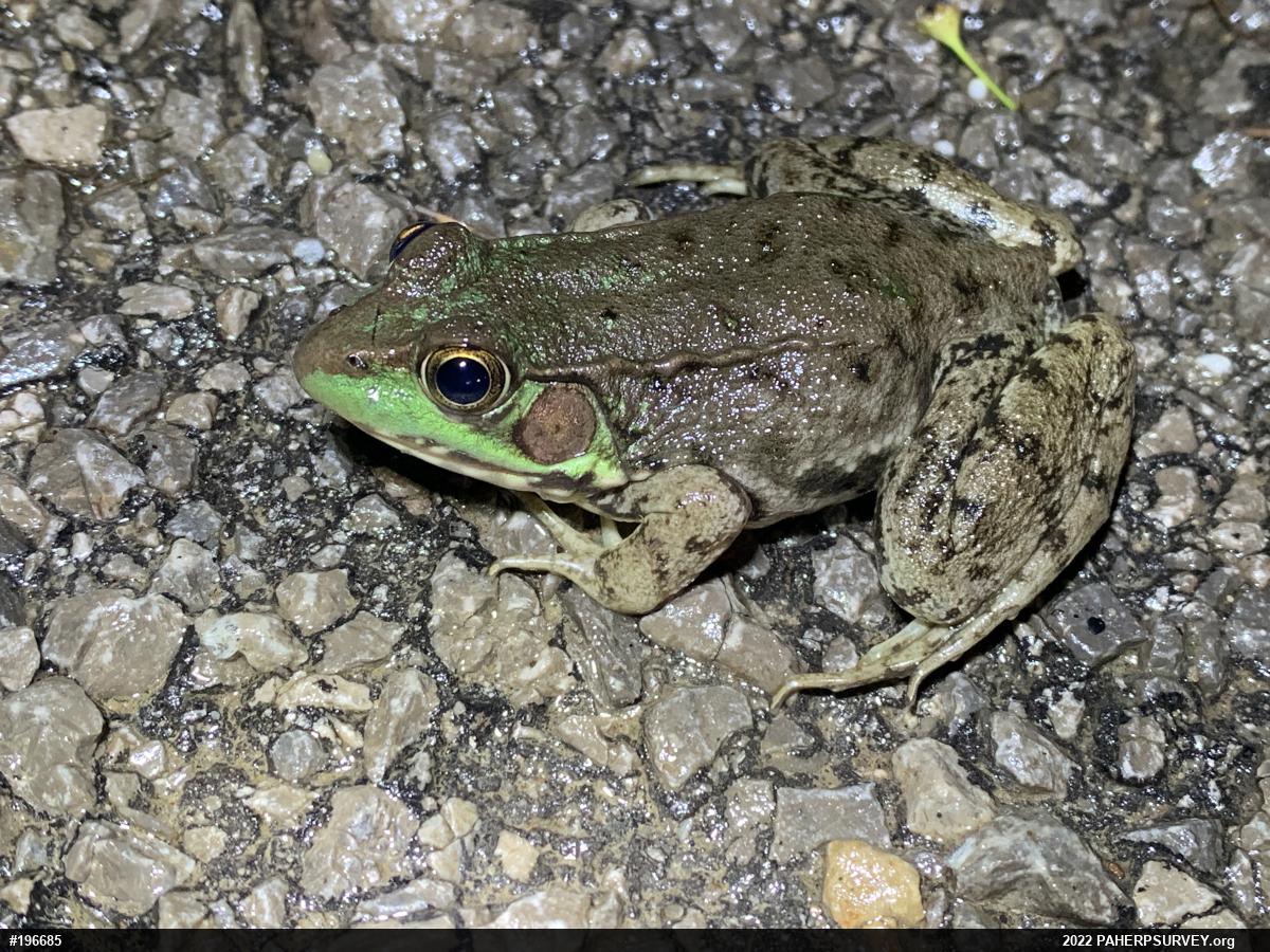 Green Frog