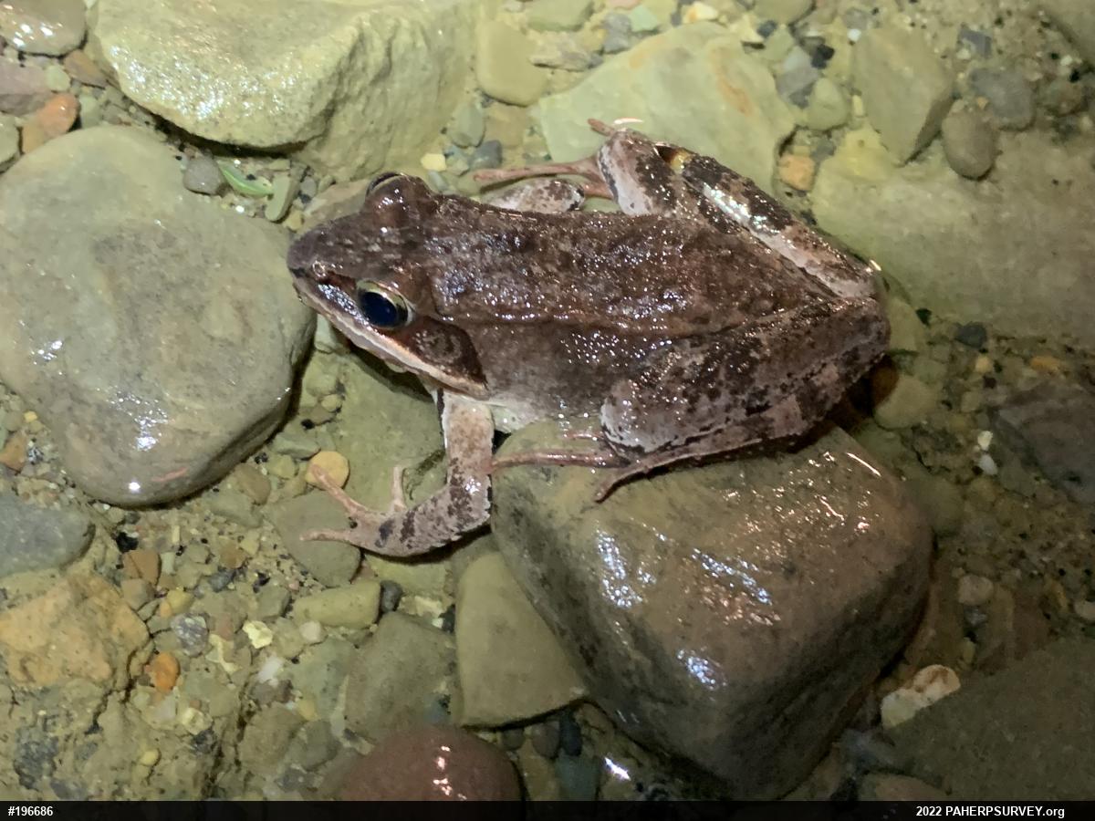 Wood Frog