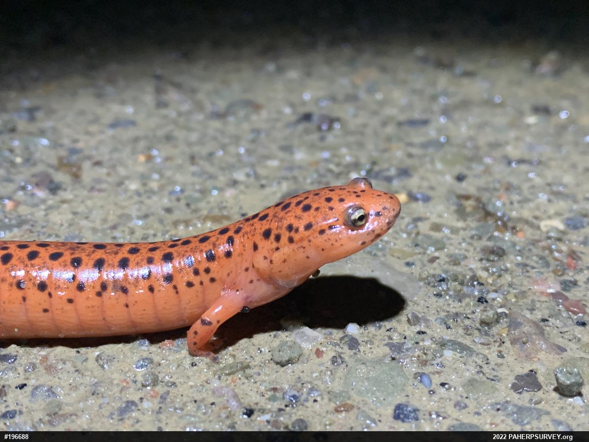 Northern Red Salamander