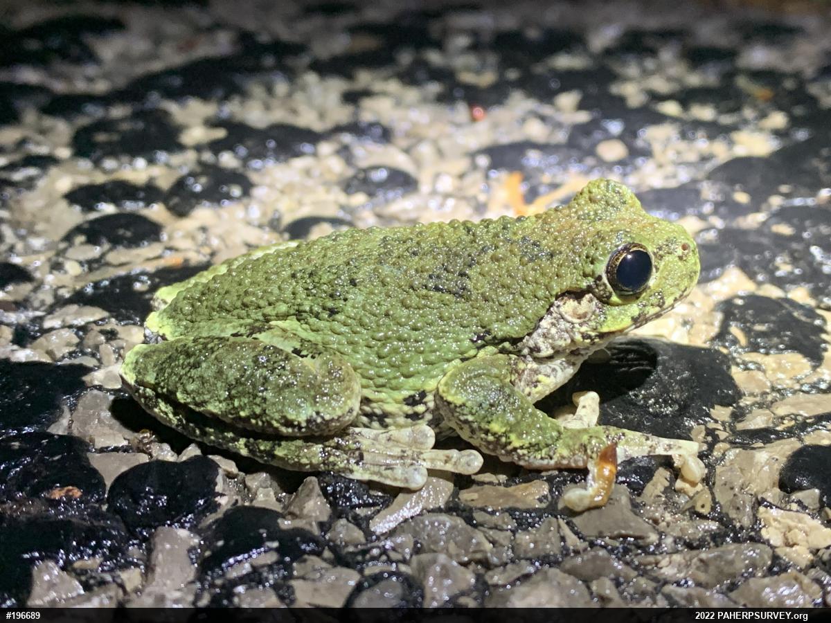 Unknown Gray Treefrog