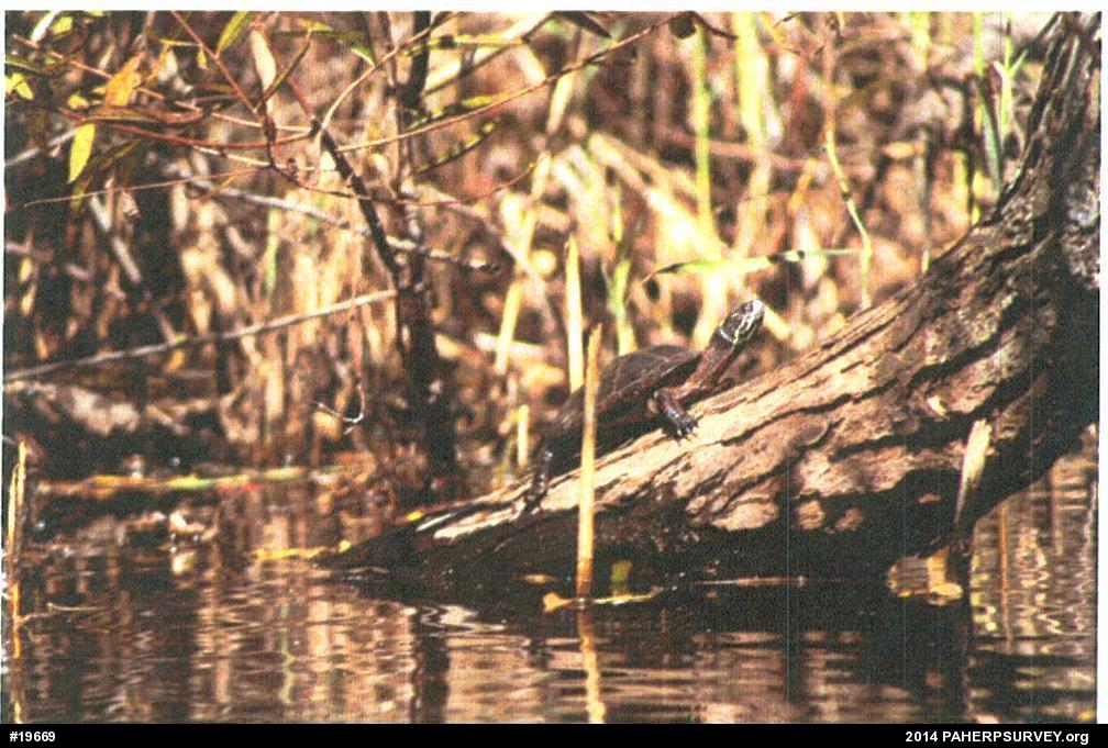 Painted Turtle