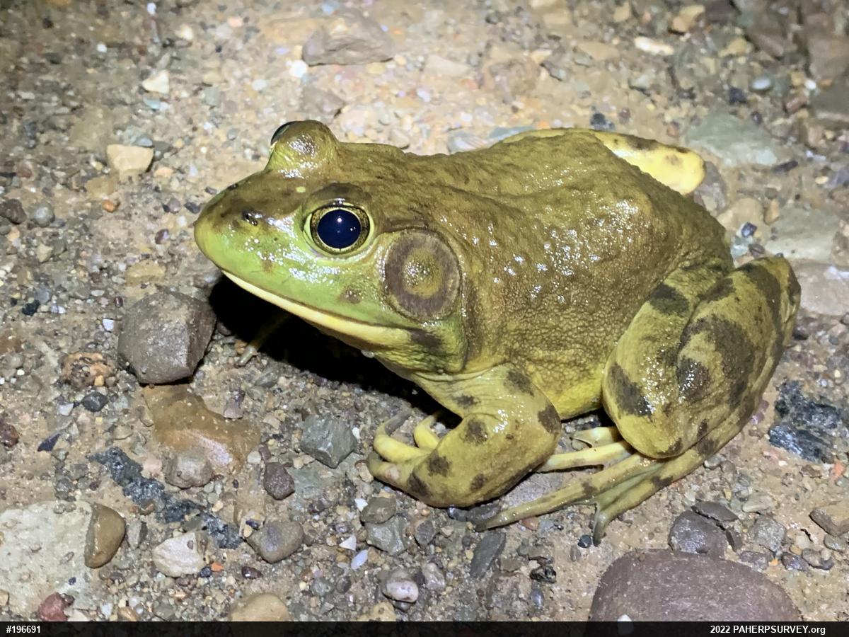 American Bullfrog