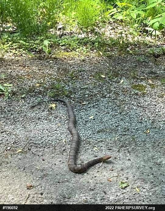 Northern Copperhead