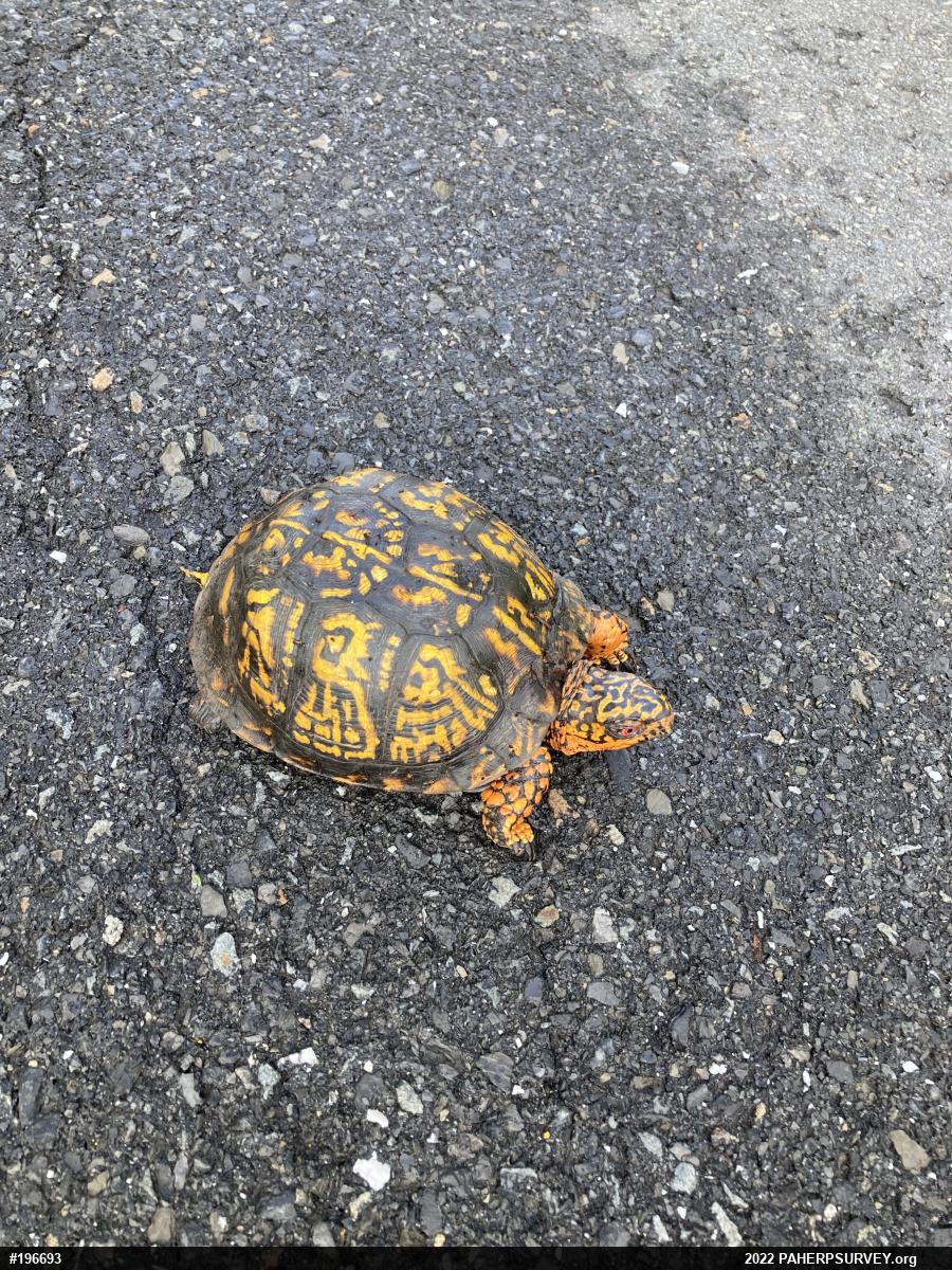 Eastern Box Turtle