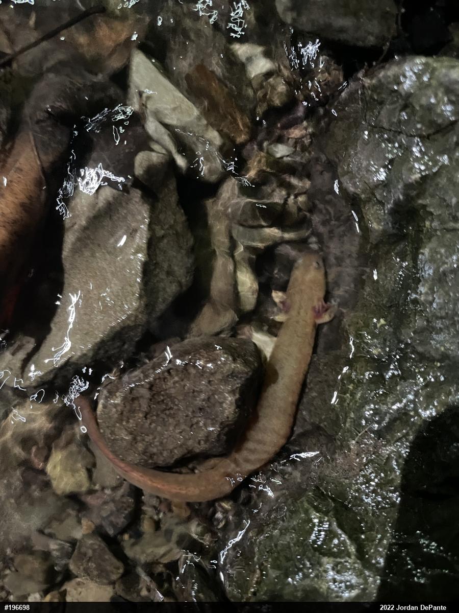 Northern Spring Salamander